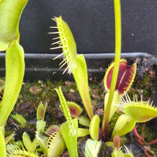 Dionaea muscipula <br>VENUS FLYTRAP 'SMOG' x OP
