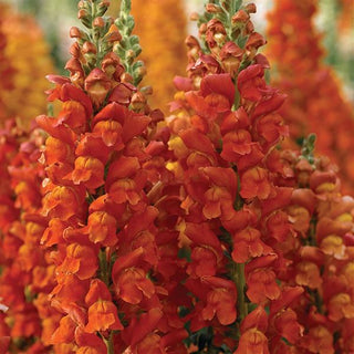 Antirrhinum majus <br>SNAPDRAGON RICH ORANGE