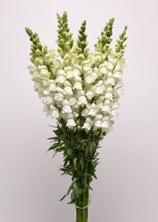 Antirrhinum majus <br>SNAPDRAGON POTOMAC WHITE