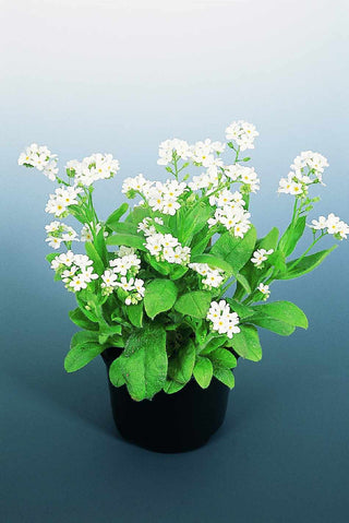 Myosotis sylvatica <br>SNOWSYLVA FORGET ME NOT