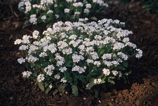 Myosotis sylvatica <br>SNOWSYLVA FORGET ME NOT
