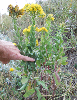 Solidago rigida <br>STIFF GOLDENROD