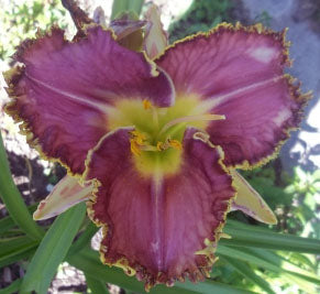 Hemerocalis <br>DAYLILY SPINY SEA URCHIN