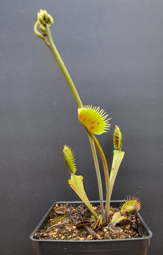 Dionaea muscipula <br>VENUS FLYTRAP 'SPOTTY' x OP