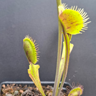 Dionaea muscipula <br>VENUS FLYTRAP 'SPOTTY' x OP