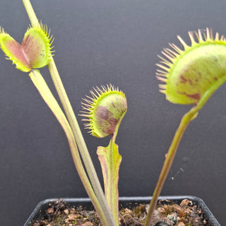 Dionaea muscipula <br>VENUS FLYTRAP 'SPOTTY' x OP