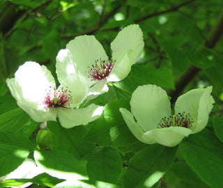 Stewartia malacondendron <br>SILKY CAMELIA, VIRGINIA STEWARTIA.