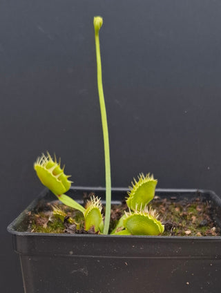 Dionaea muscipula <br>VENUS FLYTRAP 'STILETTO' x OP