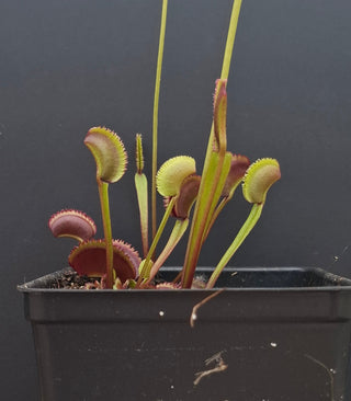 Dionaea muscipula <br>VENUS FLYTRAP 'SUNRISE' x OP