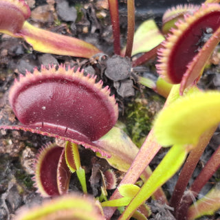 Dionaea muscipula <br>VENUS FLYTRAP 'SUNRISE' x OP