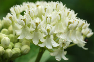 Asclepias incarnata <br>WHITE ICE BALLET (ROSE) MILKWEED