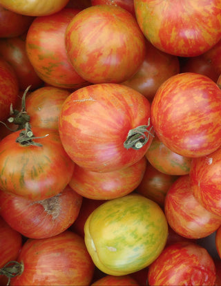 Solanum lycopersicum <br>TOMATO 'TIGERELLA' Heirloom