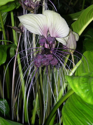 Tacca chantrieri nivea <br>NIVEA WHITE BAT PLANT
