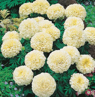 Tagetes erecta <br>MARIGOLD 'KILIMANJARO WHITE'
