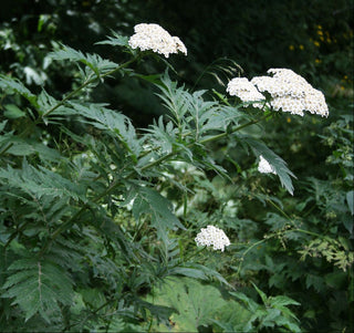 Tanacetum macrophyllum RAYED TANSY