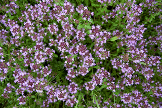 Thymus pulegioides <br>BROAD LEAVED THYME, GREATER WILD THYME