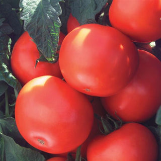 Solanum <br>TOMATO BILTMORE
