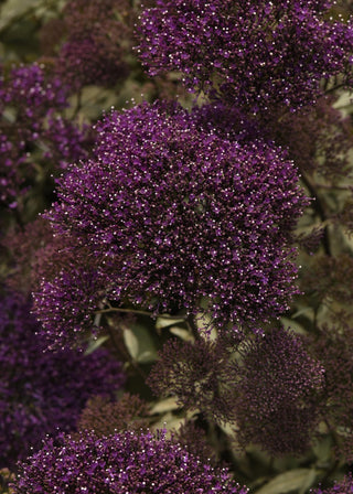Trachelium caeruleum <br>THROATWORT 'LAKE FOREST PURPLE'