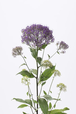 Trachelium caeruleum <br>THROATWORT 'LAKE FOREST PURPLE'