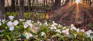 Trillium grandiflorum <br>GREAT WHITE TRILLIUM