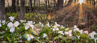 Trillium grandiflorum <br>GREAT WHITE TRILLIUM