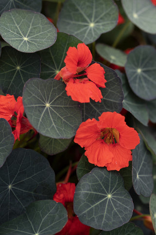 Tropaeolum minus <br>NASTURTIUM CORAL REEF