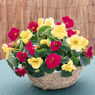 Tropaeolum minus <br>NASTURTIUM BABY LEMON RASPBERRY