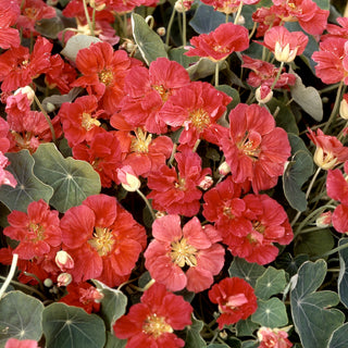 Tropaeolum minus <br>NASTURTIUM WHIRLYBIRD ROSE