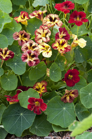 Tropaeolum minus <br>NASTURTIUM BLOODY MARY
