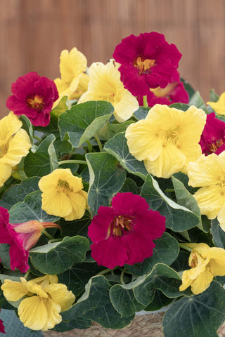 Tropaeolum minus <br>NASTURTIUM BABY LEMON RASPBERRY