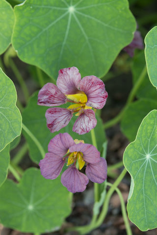 Tropaeolum majus <br>NASTURTIUM PURPLE EMPEROR