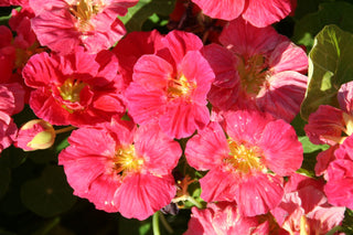 Tropaeolum minus <br>NASTURTIUM WHIRLYBIRD ROSE