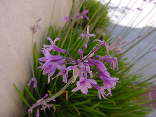 Tulbaghia violacea SOCIETY GARLIC, SWEET WILD GARLIC