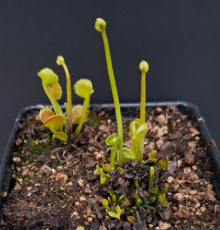 Dionaea muscipula <br>VENUS FLYTRAP 'TWISTER' x OP