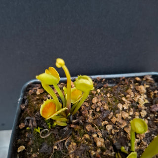 Dionaea muscipula <br>VENUS FLYTRAP 'TWISTER' x OP