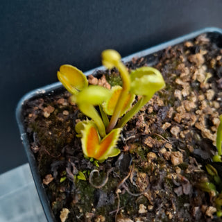 Dionaea muscipula <br>VENUS FLYTRAP 'TWISTER' x OP