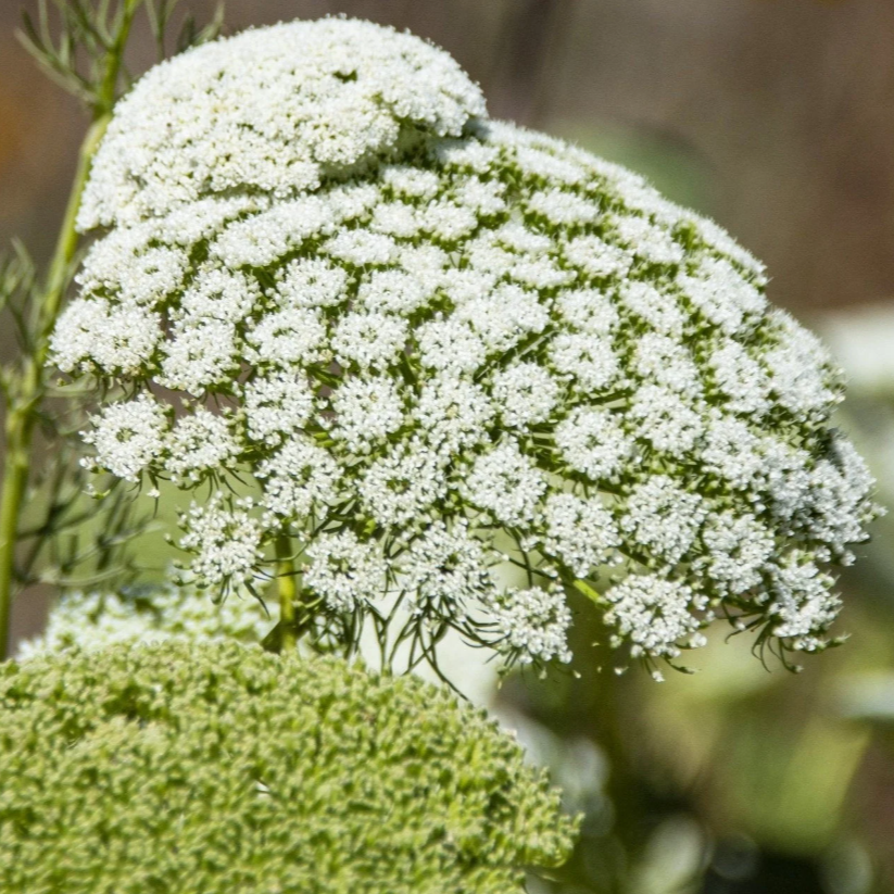 Lace top flower plant