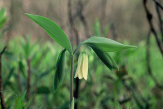 Uvularia sessilifolia <br>SESSILE-LEAF BELLWORT