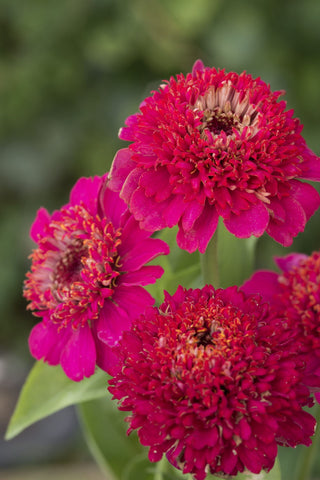 Zinnia elegans <br>VIOLET CRESTO ZINNIA