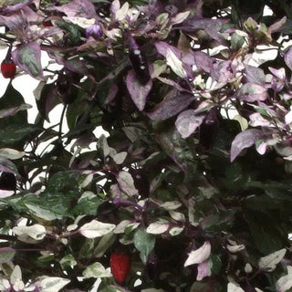 Capsicum annuum <br>PEPPER VARIEGATED MINI ORNAMENTAL CALICO