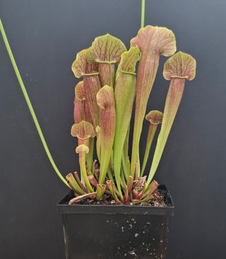 Sarracenia 'Velvet' <br>PITCHER PLANT x OP
