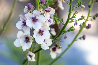 Verbascum blattaria albiflorum <br>TEMPTRESS FLOWER 'WHITE BLUSH', MULLEIN