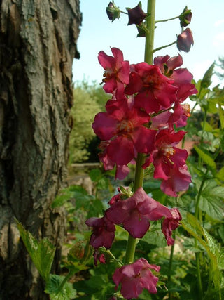 Verbascum phoeniceum <br>TEMPTRESS FLOWER 'ROSETTA' MULLEIN