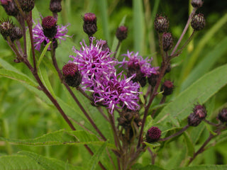 Vernonia noveboracensis, Serradula noveboracensis <br>NEW YORK IRONWEED