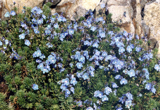 Veronica armena <br>GENTIAN SPEEDWELL