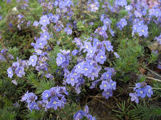Veronica armena <br>GENTIAN SPEEDWELL