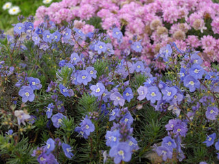 Veronica armena <br>GENTIAN SPEEDWELL