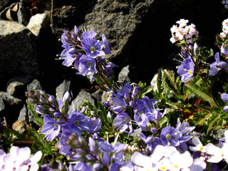 Veronica schmidtiana <br>SPEEDWELL GROUNDCOVER BLUE
