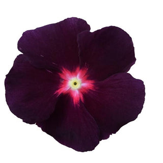Catharanthus roseus <br>VINCA BLACKBERRY