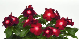 vinca tattoo boysenberry